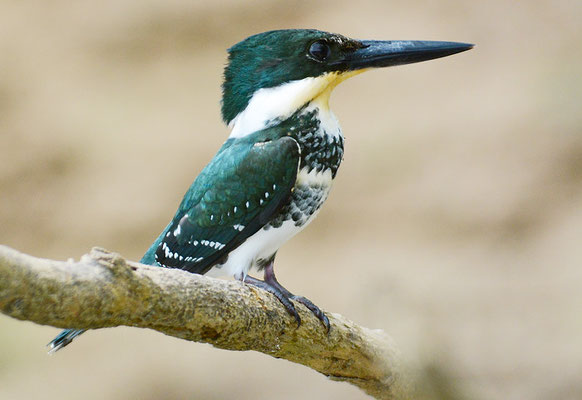 GRÜNFISCHER, GREEN KINGFISHER, CHLOROCERYLE AMERICANA