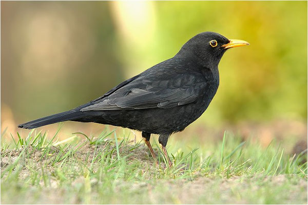 AMSEL, COMMON BLACKBIRD, TURDUS MERULA