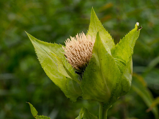 Kohl-Kratzdistel (Cirsium oleraceum)