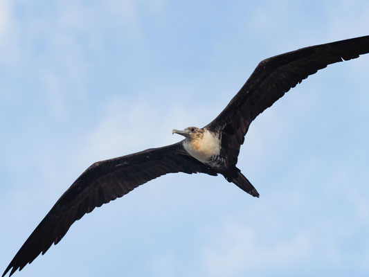 PRACHTFREGATTVOGEL, MAGNIFICENT FRIGATEBIRD - FREGATA MAGNIFCENS