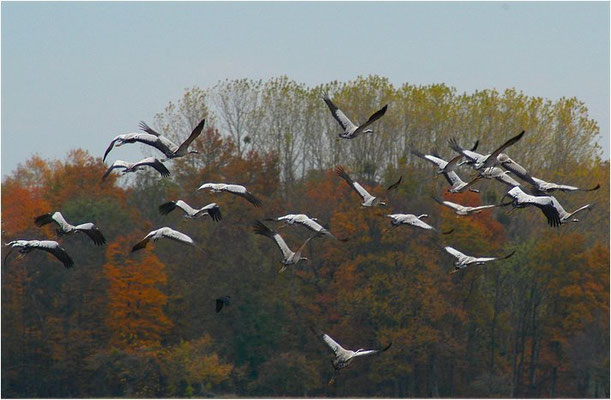 KRANICH, CRANE, GRUS GRUS