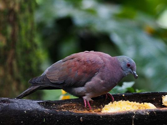 ROTRÜCKENTAUBE, PALE-VENTED PIGEON - PATAGIOENAS CAYENNENSIS