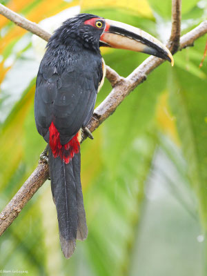 HELLSCHNABELARASSARI, , PALE-MANDIBLED ARACARI - PTEROGLOSSUS ERYTHROPYGIUS