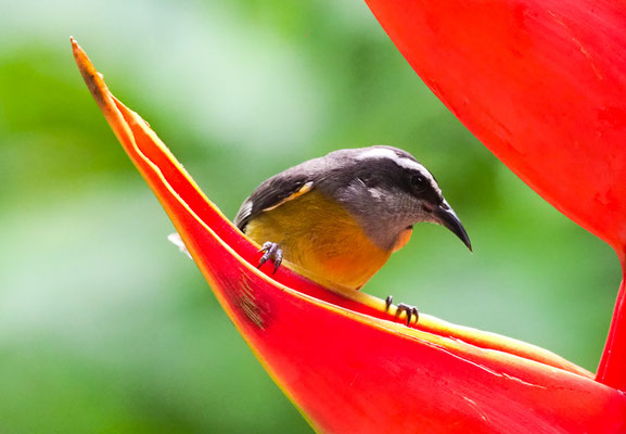 ZUCKERVOGEL, BANANAQUIT, COEREBA FLAVEOLA