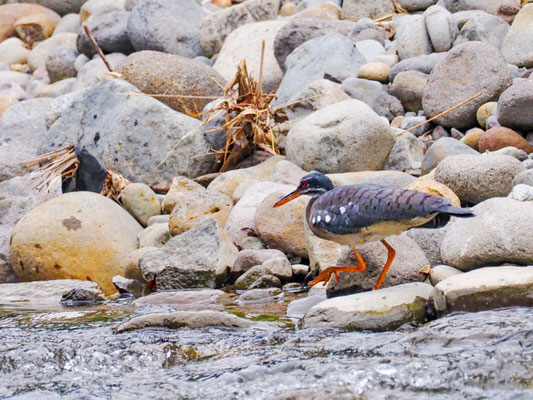 SONNENRALLE, SUNBITTERN - EURYPYGA HELIAS