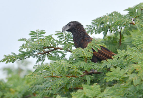 RIEFENSCHNABELANI, GROOVE-BILLED ANI, CROTOPHAGA SULCIROSTRIS 
