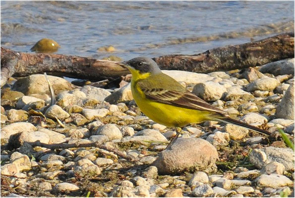 THUNBERGSCHAFSTELZE, YELLOW WAGTAIL THUNBERGI, MOTACILLA FLAVA THUNBERGI