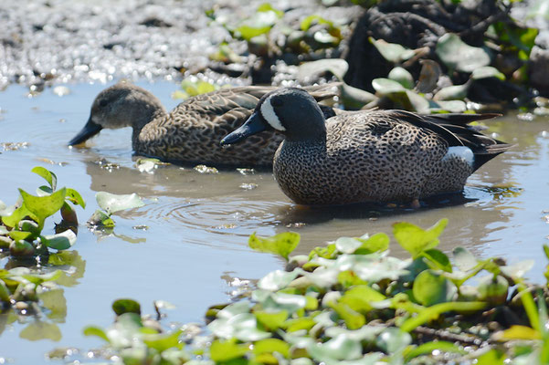 BLAUFLÜGELENTE, BLUE-WINGED TEAL, ANAS DISCORS