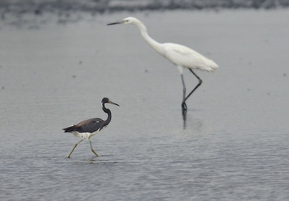 DREIFARBENREIHER TRICOLORES HERON, EGRETTA TRICOLOR