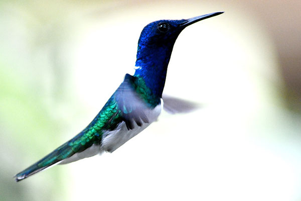 WEISSNACKENKOLIBRI, WHITE-NECKED JACOBIN, FLORISUGA MELLIVORA