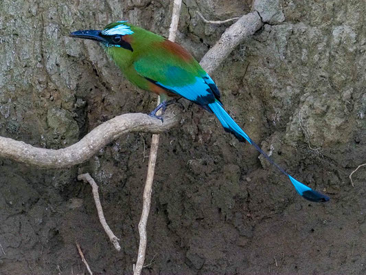 TÜRKISBRAUENMOTMOT, TURQUOISE-BROWED MOTMOT, EUMOMATA SUPERCILIOSA