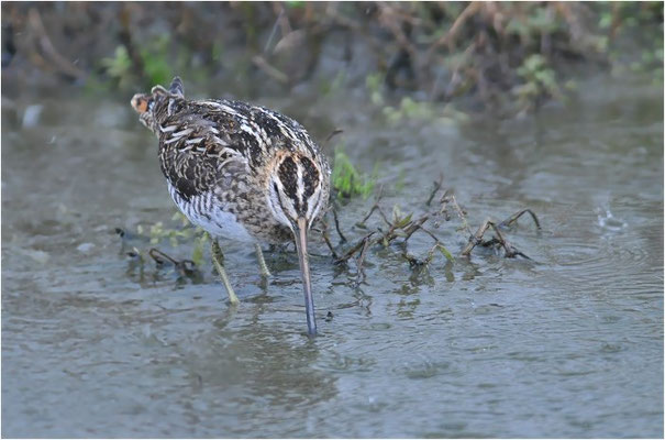 BEKASSINE, COMMON SNIPE, GALLINAGO GALLINAGO