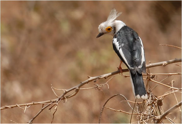 BRILLENWÜRGER, WHITE-CRESTED HELMET SHRIKE, PRIONOPS PLUMATUS