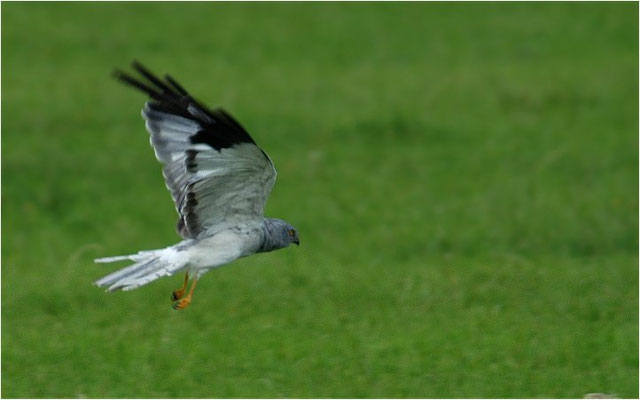 KORNWEIHE, HEN HARRIER, CIRCUS CYANCUS