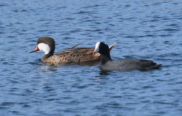 BAHAMAENTE, WHITE-CHEEKED PINTAIL, ANAS BAHAMENSIS