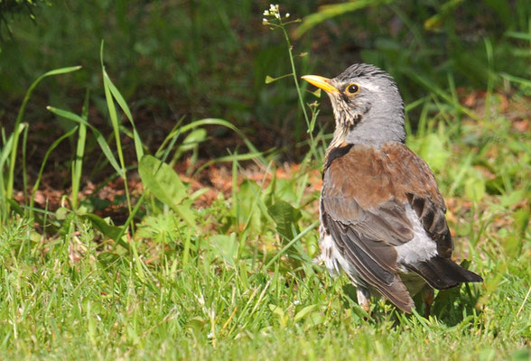 WACHOLDERDROSSEL, FIELDFARE, TURDUS PILARIS