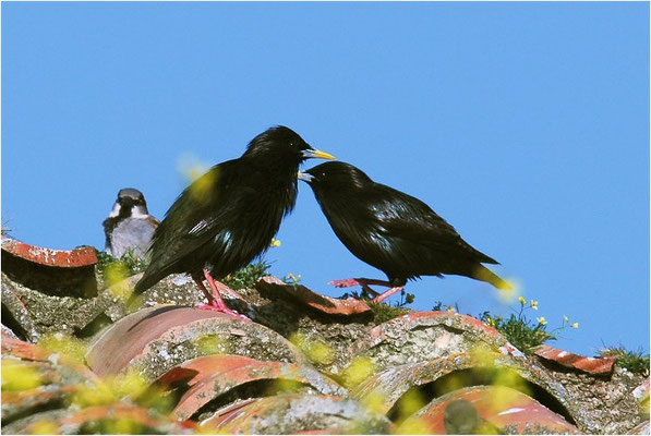 EINFARBSTAR, SPOTTLESS STARLING, STURNUS UNICOLOR