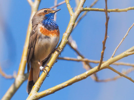 Blaukehlchen, bluethroat, luscinia svecica 