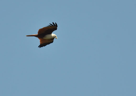 BRAHMINENWEIH, BRAHMINY KITE, HALIASTUR INDUS