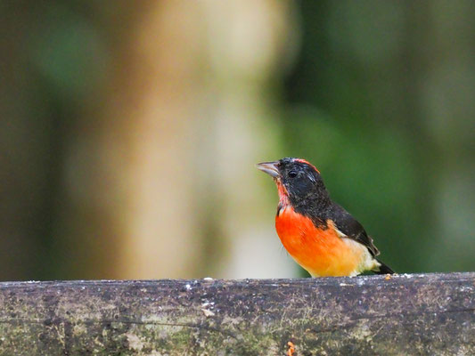 Purpurhaubenfink, Crimson-breasted Finch - Rhodospingus cruentes