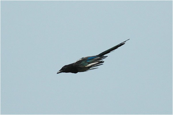 ELSTER, MAGPIE, PICA PICA