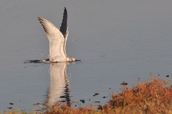 LACHSEESCHWALBE, GULL-BILLED TERN, GELOCHELIDON NILOTICA