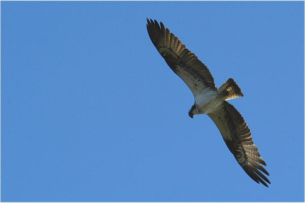 FISCHADLER, OSPREY, PANDION HALIAETUS