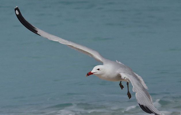 KORALLENMÖWE, AUDOUIN´S GULL, LARUS AUDOUINII