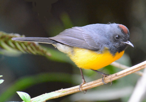 LARVENWALDSÄNGER, SLATE-THROATED REDSTART, MYIOBORUS MINIATUS