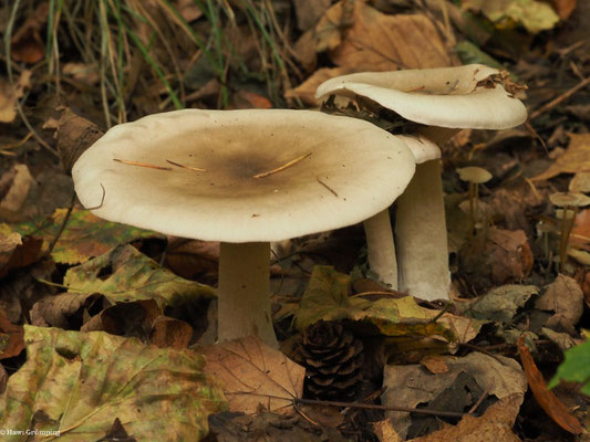 Graukappe- Clitocybe nebularis 