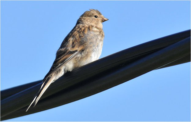 BERGHÄNFLING, TWITE, CARDUELIS FLAVIROSTRIS