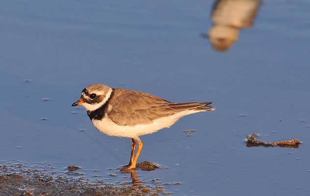 SANDREGENPFEIFER, RINGED PLOVER, CHARADRIUS HIATICULA