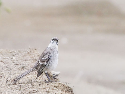 Langschwanz-Spottdrossel, Long-tailed Mockingbird - Mimus longicaudatus