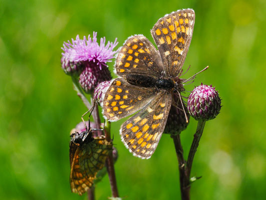 Wachtelweizen-Scheckenfalter Melitaea athalia