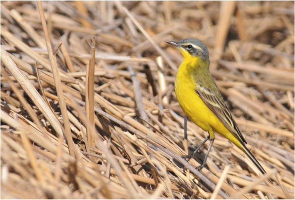 WIESENSCHAFSTELZE, YELLOW WAGTAIL, MOTACILLA FLAVA