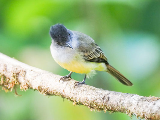Schwarzkappen-Schopftyrann, Dusky-capped Flycatcher - Myiarchus tuberculifer