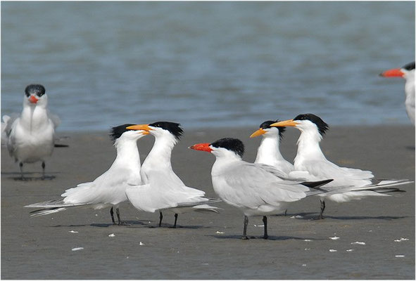 KÖNIGSSEESCHWALBE, ROYAL TERN, STERNA MAXIMA
