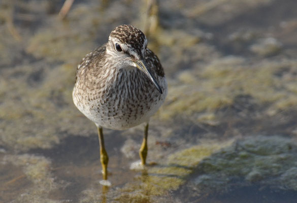 BRUCHWASSERLÄUFER, WOOD SANDPIPER, TRINGA GLAREOLA