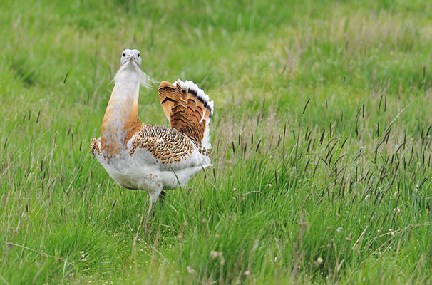 GROSSTRAPPE, GREAT BUSTARD, OTIS TARDA