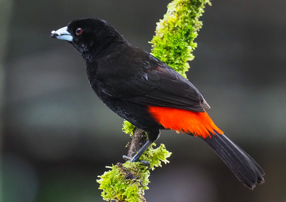 FEUERRÜCKENTANGARE, PASSERINI´S TANAGER, RAMPHOCELUS PASSERINII