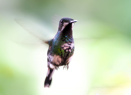 GRÜNE FADENELFE, GREEN THORNTAIL, DICOSURA CONVERSII - COSTA RICA
