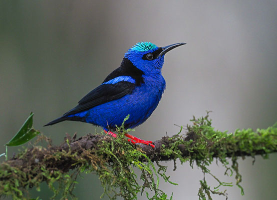 TÜRKISNASCHVOGEL, RED-LEGGED HONEYCREEPER, CYANERPES CYANEUS