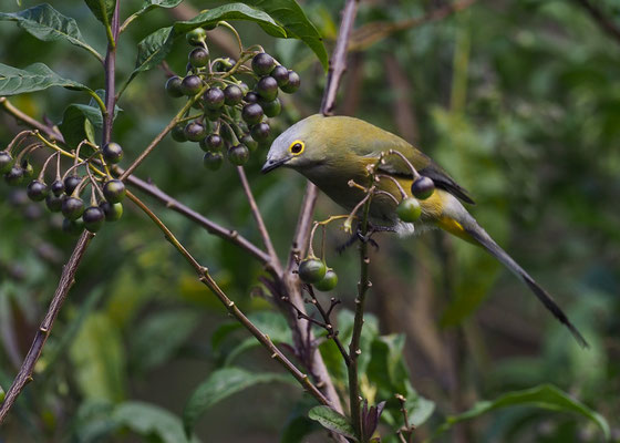 LANGSCHWANZ-SEIDENSCHNÄPPER, LONG-TAILED SILKY FLYCATCHER, PTILOGONYS CAUDATUS