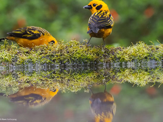 GOLDTANGARE, GOLDEN TANAGER - TANGARA ARTHUS