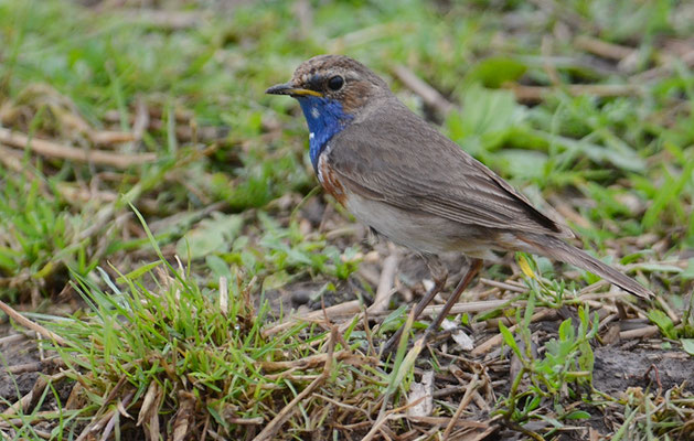 BLAUKEHLCHEN, BLUETHROAT, LUSCINIA SVECICA