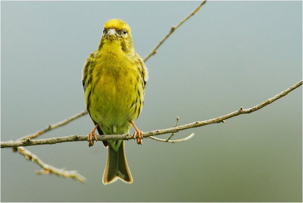 GIRLITZ, SERIN, SERINUS SERINUS