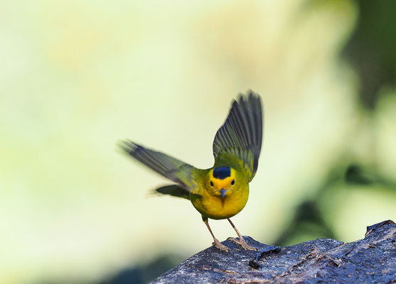 MÖNCHSWALDSÄNGER, WILSON´S WARBLER, WILSONIA PUSILLA