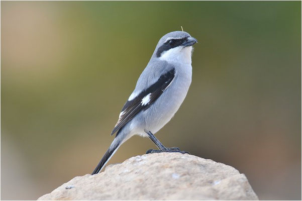MITTELMEERRAUBWÜRGER, IBERIAN GREY SHRIKE, LANIUS MERIDIONALIS