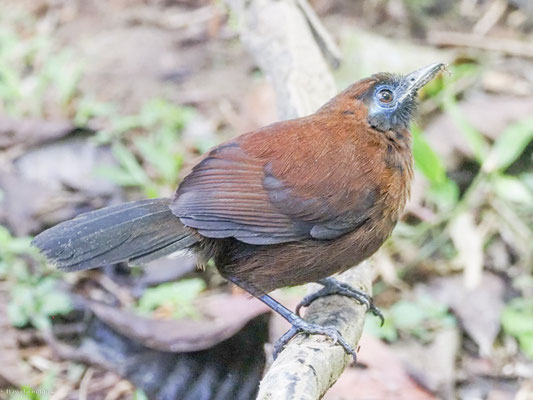 Zeledons Ameisenvogel, zeledon´s Antbird - Myrmeciza zeledoni