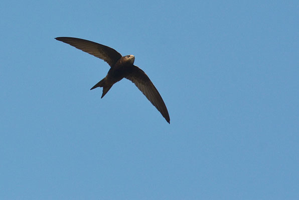 MAUERSEGLER, SWIFT, APUS APUS